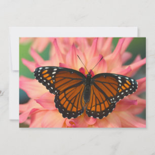 A Mimic Of The Monarch Butterfly Thank You Card