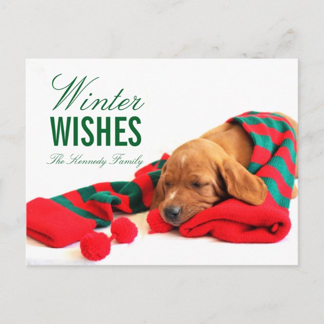 A mixed Vizsla puppy Postcard (Front)