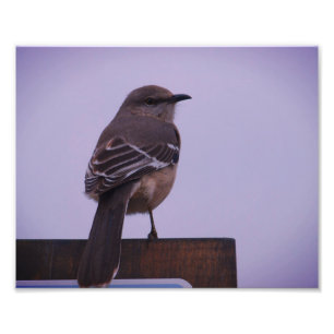 A Mockingbird Song Bird Photo Print