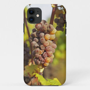 A moldy Semillon grape bunch at Ch Raymond Lafon iPhone 11 Case