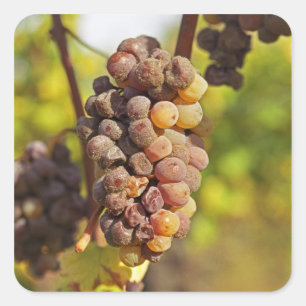 A moldy Semillon grape bunch at Ch Raymond Lafon Square Sticker