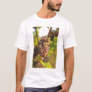 A moldy Semillon grape bunch at Ch Raymond Lafon T-Shirt