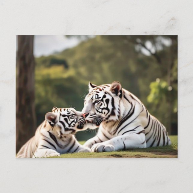 A Moment of Calm – White Tigers Postcard (Front)