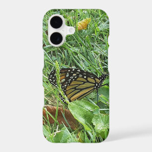 A Monarch Butterfly