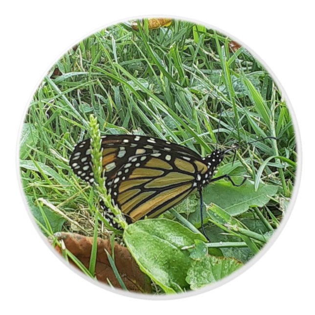 A Monarch Butterfly  Ceramic Knob (Front)