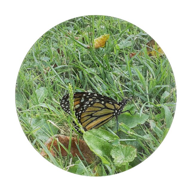 A Monarch Butterfly Cutting Board (Front)