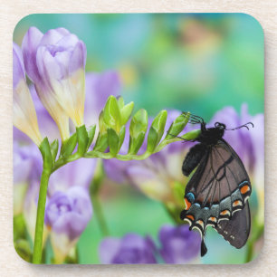 A Monarch Butterfly Danaus Plexippus Coaster