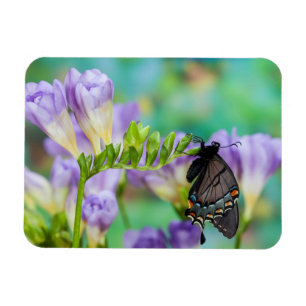 A Monarch Butterfly Danaus Plexippus Magnet