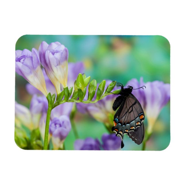 A Monarch Butterfly | Danaus Plexippus Magnet (Horizontal)