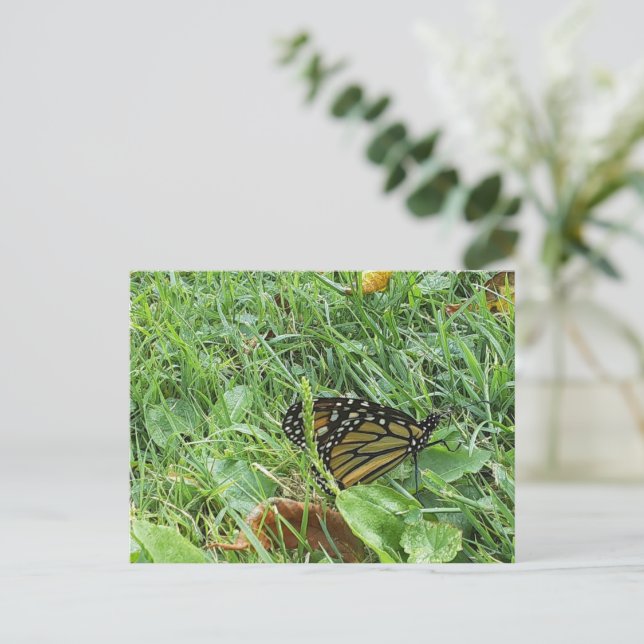 A Monarch butterfly Postcard (Standing Front)