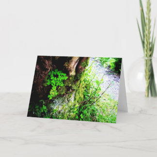 A Monks Shamrocks Card