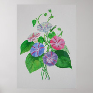 A Morning Glory Poster