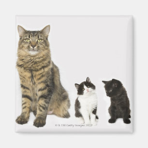 A mother with her four kittens all sitting magnet