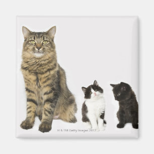 A mother with her four kittens sitting together magnet