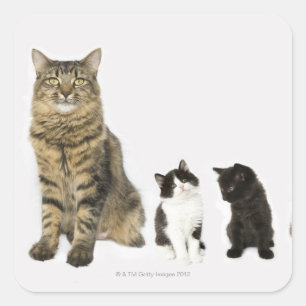 A mother with her four kittens sitting together square sticker