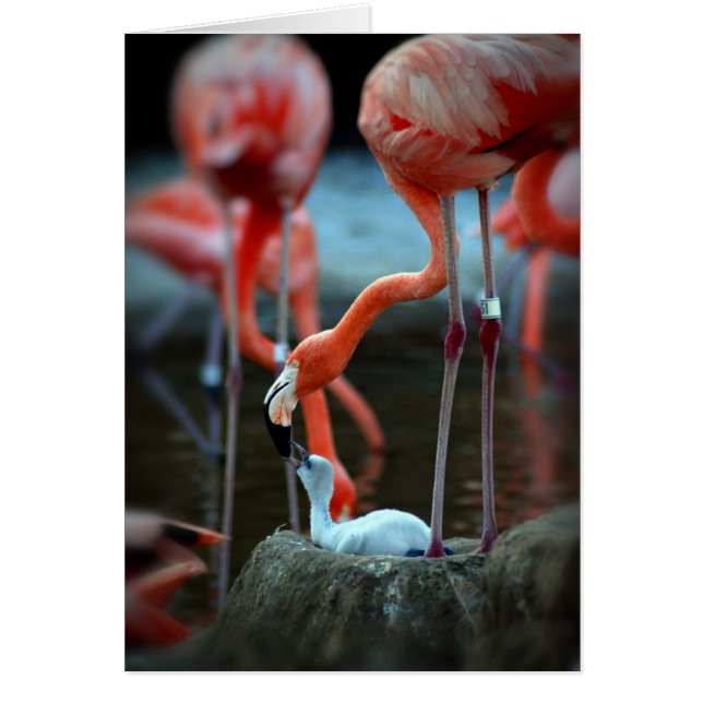 A Mother's Love (Front)