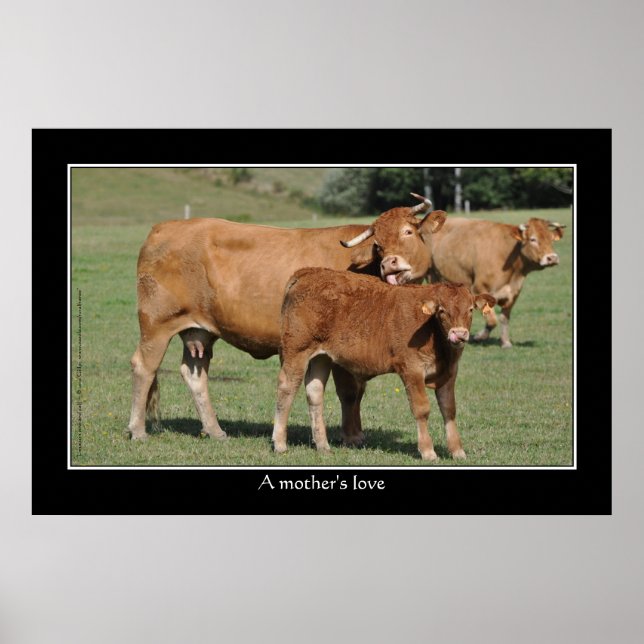 A mother's love, cow licking her calf poster (Front)