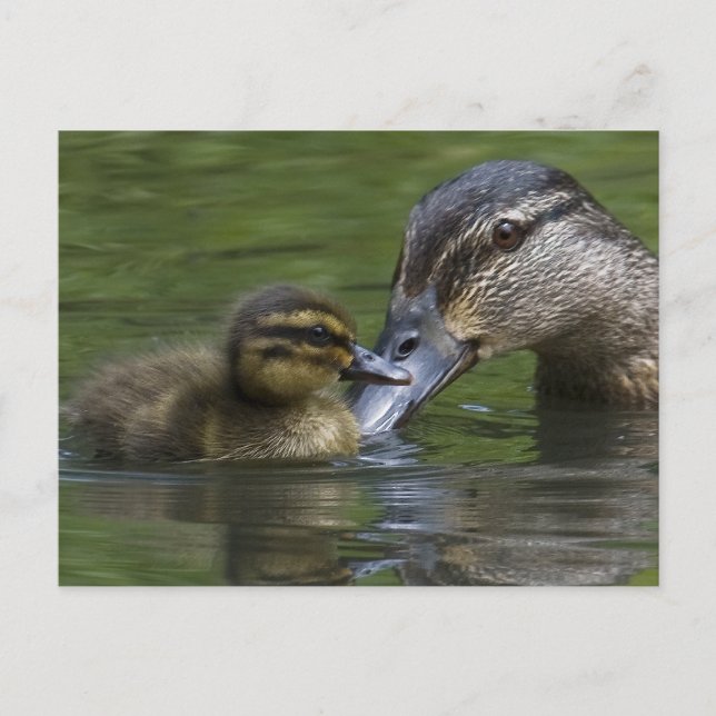 A Mother's Love Postcard (Front)