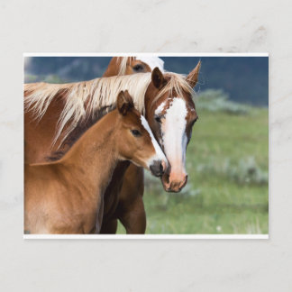 A Mother's Love Postcard