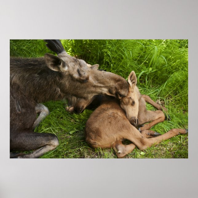 A Mother's Love Poster (Front)