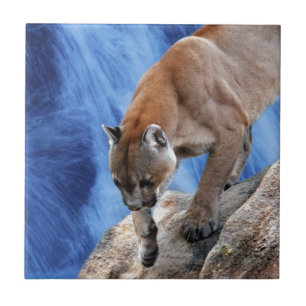 A mountain lion at the waterfall ceramic tile