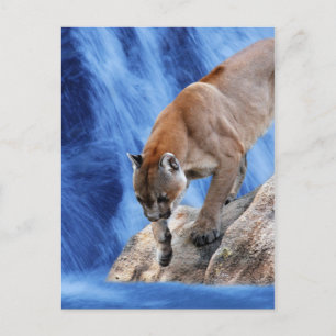 A mountain lion at the waterfall postcard
