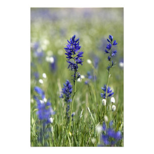 A mountain meadow of wildflowers including photo print