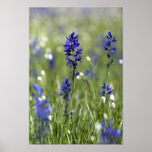 A mountain meadow of wildflowers including poster