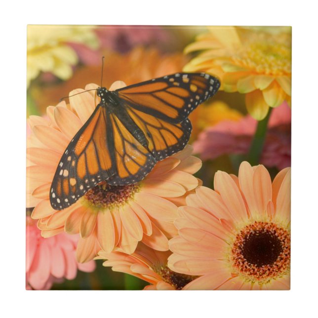 A Mourning Cloak Butterfly Ceramic Tile (Front)