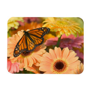 A Mourning Cloak Butterfly Magnet