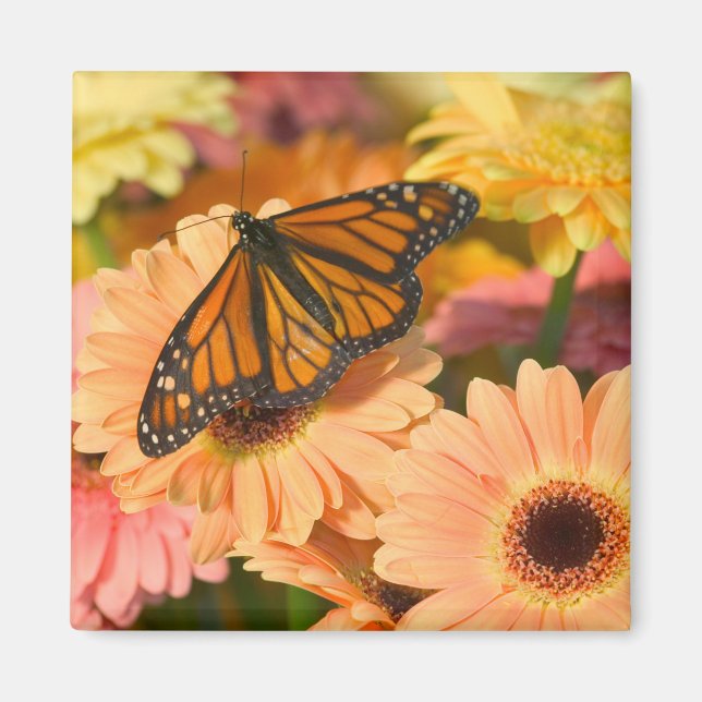 A Mourning Cloak Butterfly Magnet (Front)