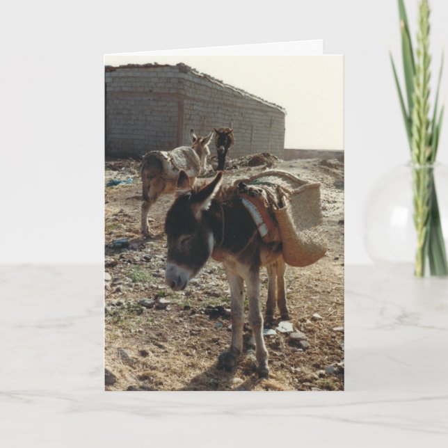 A Mule at Rest in Morocco Birthday Card (Front)
