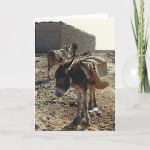 A Mule at Rest in Morocco Birthday Card