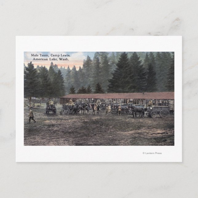 A Mule Team at Camp Lewis Postcard (Front)