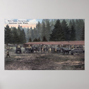 A Mule Team at Camp Lewis Poster