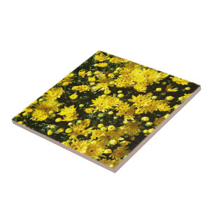 A Multitude of Yellow Mums Ceramic Tile