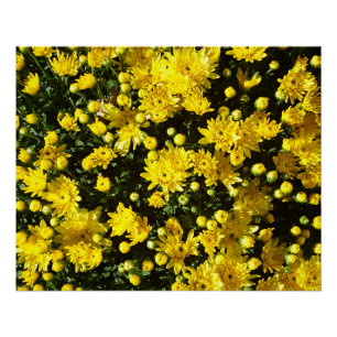 A Multitude of Yellow Mums Poster
