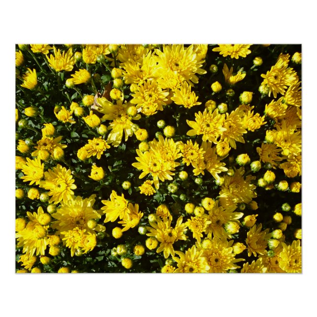 A Multitude of Yellow Mums Poster (Front)