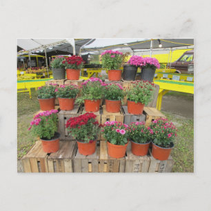A "Mums for Sale" Postcard