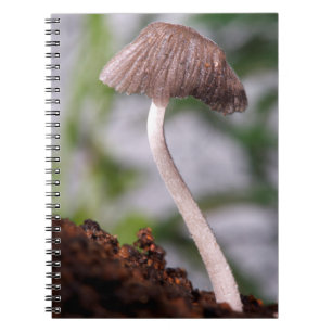 A Mushroom Notebook