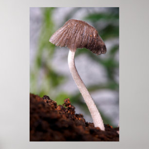 A Mushroom Poster