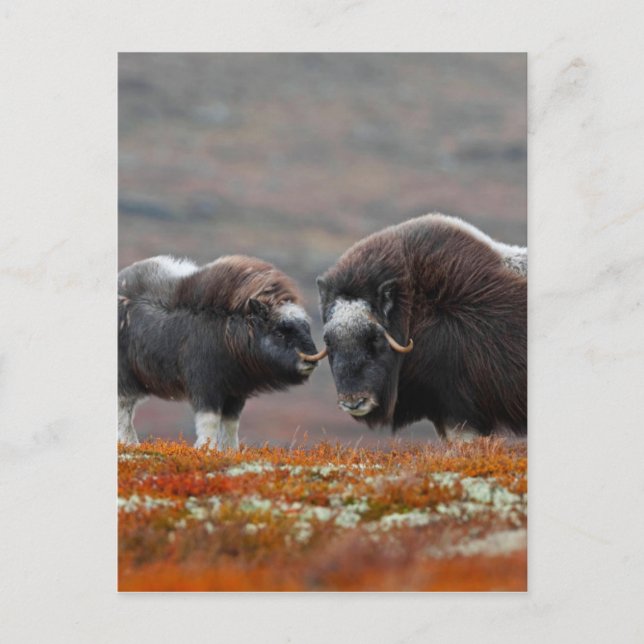 A Musk Ox and Calf Postcard (Front)