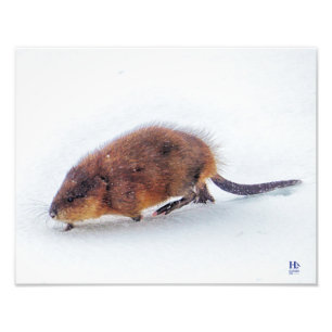 A muskrat rambles on the shore of Higgins Lake Photo Print