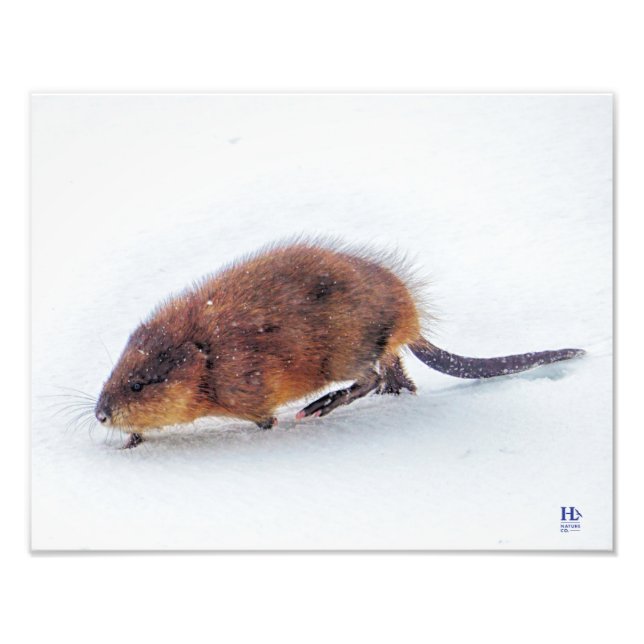 A muskrat rambles on the shore of Higgins Lake Photo Print (Front)