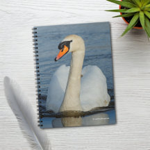 A Mute Swan Approaches