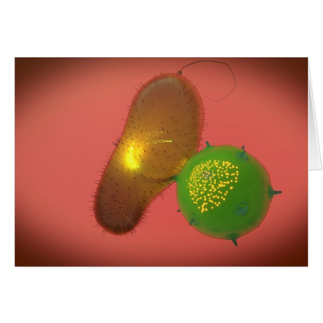 A Natural Killer Cell Injects Toxin (Front Horizontal)