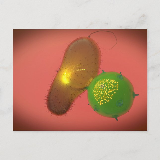 A Natural Killer Cell Injects Toxin Postcard (Front)