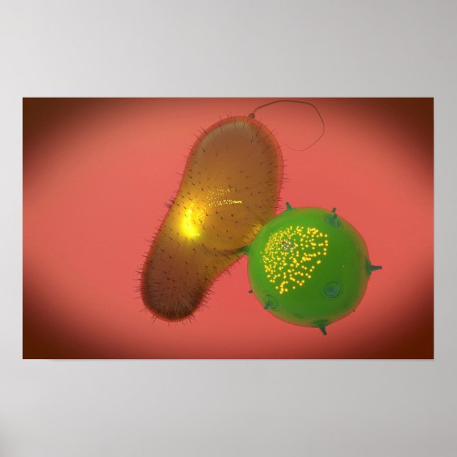 A Natural Killer Cell Injects Toxin Poster (Front)