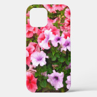 A nature photo is a beautiful petunia flower. Plan