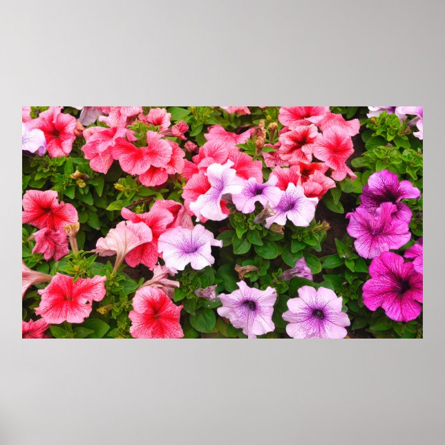 A nature photo is a beautiful petunia flower. Plan Poster (Front)